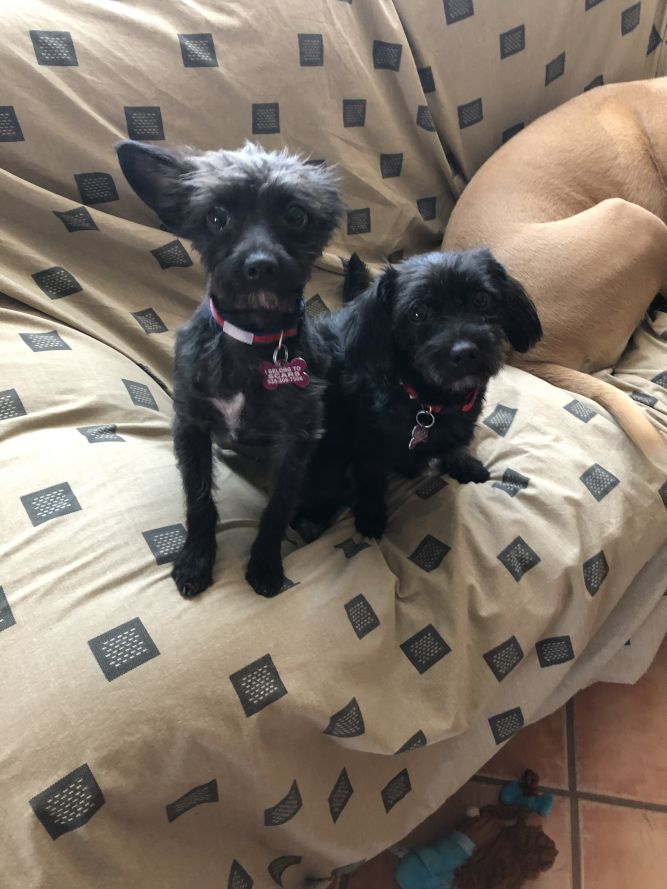 Second Chances Animal Rescue Sanctuary