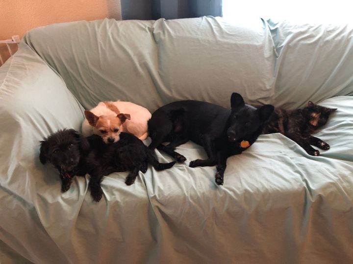 Pets for Adoption at Second Chances Animal Rescue Sanctuary, in Lake