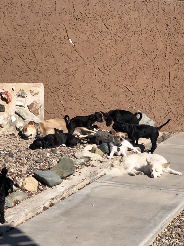 Pets for Adoption at Second Chances Animal Rescue Sanctuary, in Lake