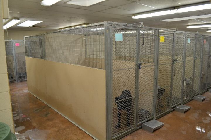 Top Brigham City Animal Shelter in 2023 Check it out now 