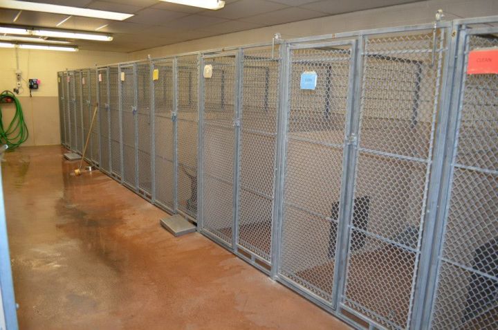 Pets for Adoption at Brigham City Animal Shelter, in Brigham City, UT