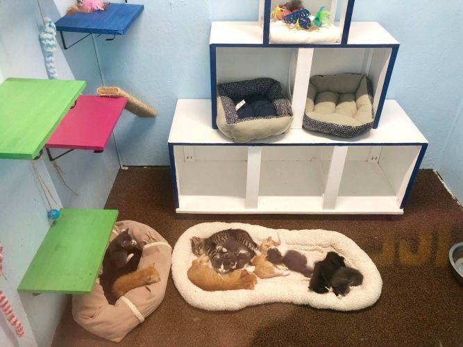 Angleton Animal Control