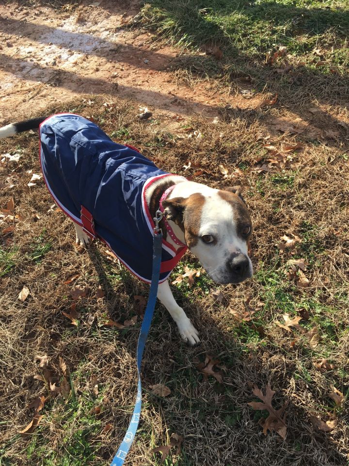 Ginger in her donated coat