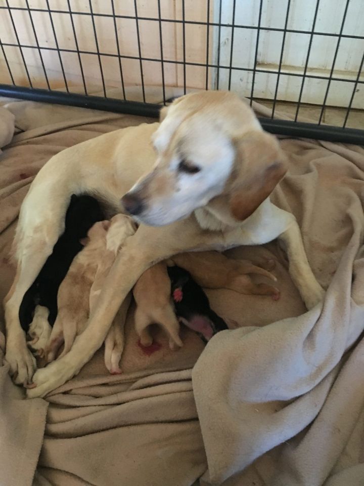 Heart-worm+, 10yo Marley successfully raised pups.