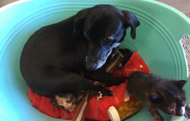 Ladybird nursing the kittens she adopted