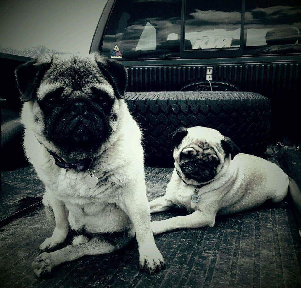 Bubba's Hug a Pug Rescue