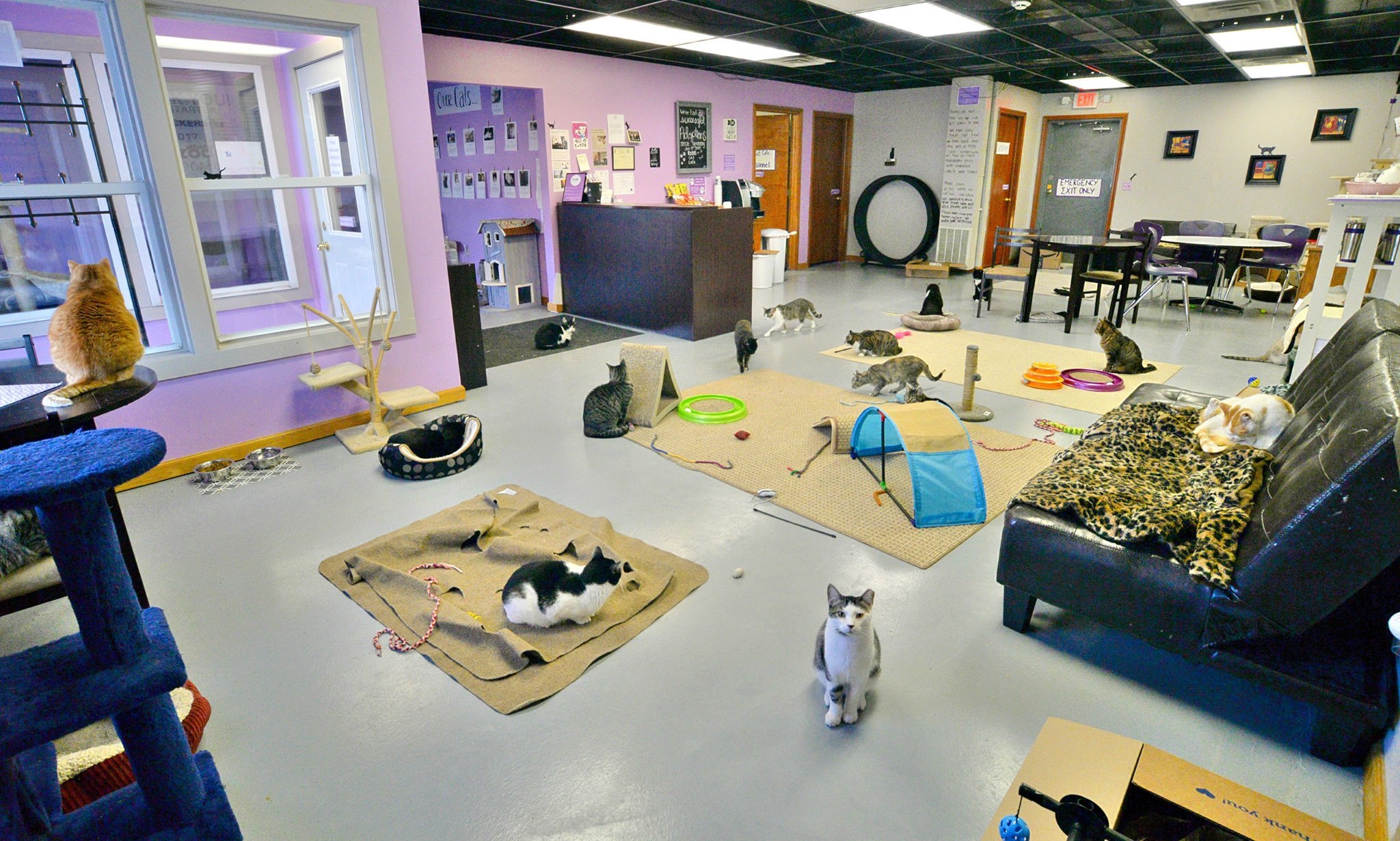 Pets for Adoption at Kzoo  Cat  Cafe  and Rescue in 