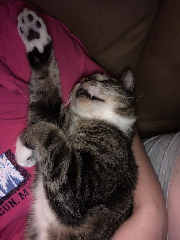 Walter (FIV+): Adopted