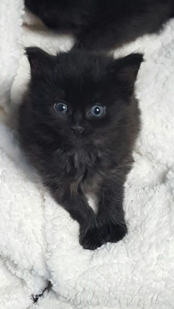 Annie - the reason why we started