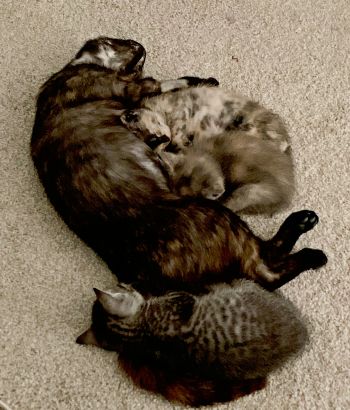 Mia & her “M&Ms”: available now!