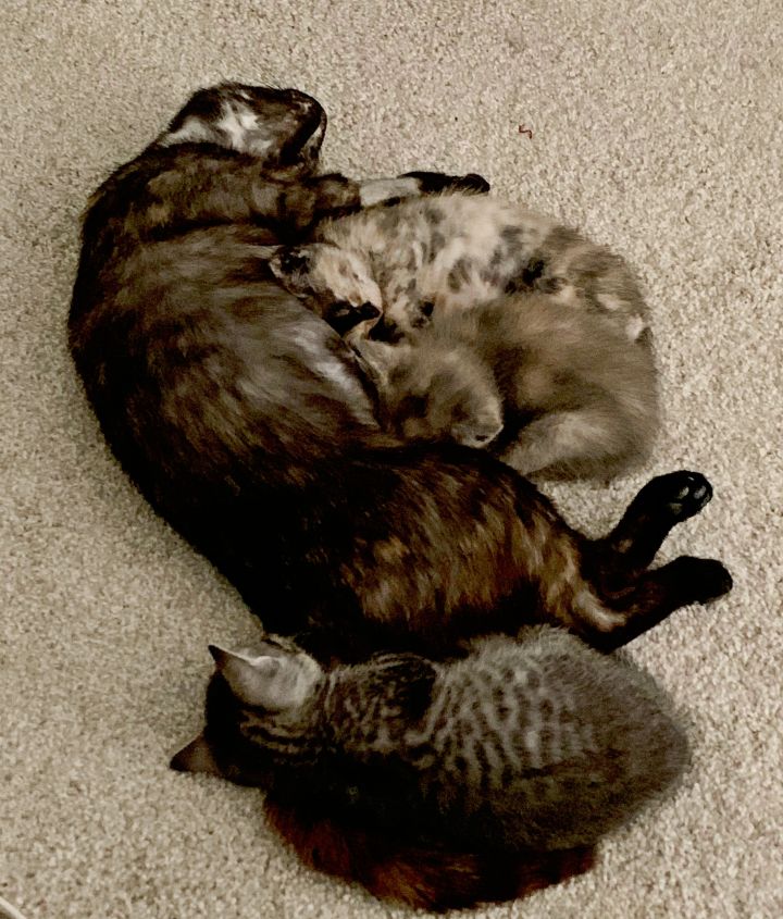 Mia & her “M&Ms”: available now!