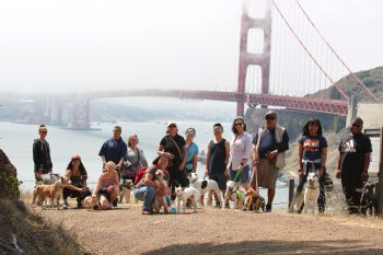 Our community pack walks are open to all dogs!