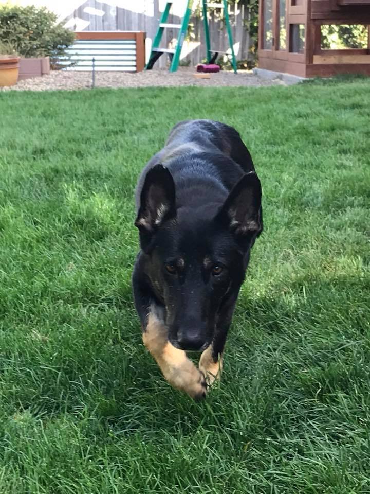 Pets for Adoption at Idaho German Shepherd Rescue, in Moscow, ID