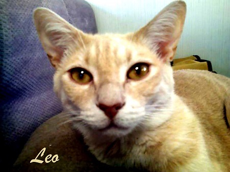 Leo Feline Foundation