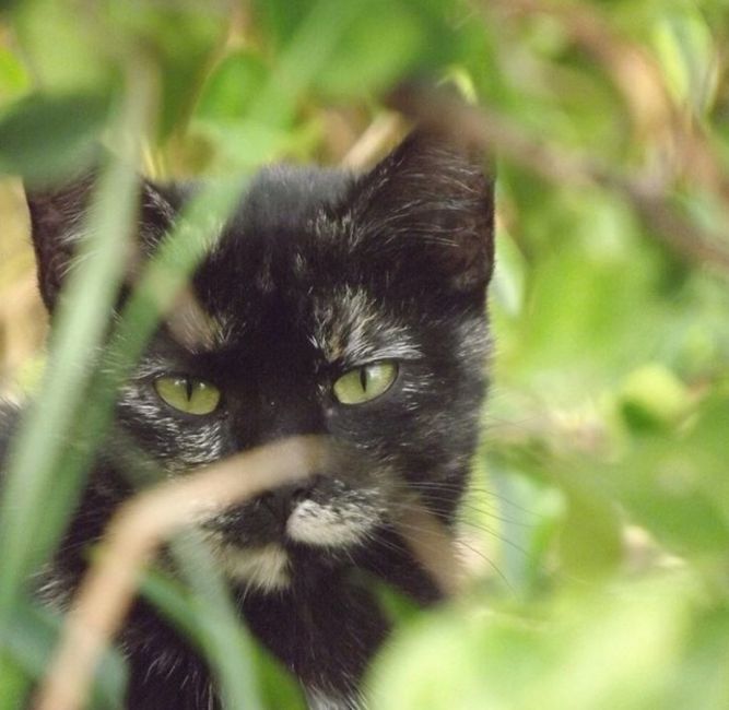 Johnson County Community Cats 