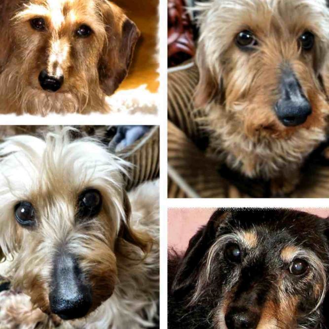 K Kids Dachshund Rescue Inc