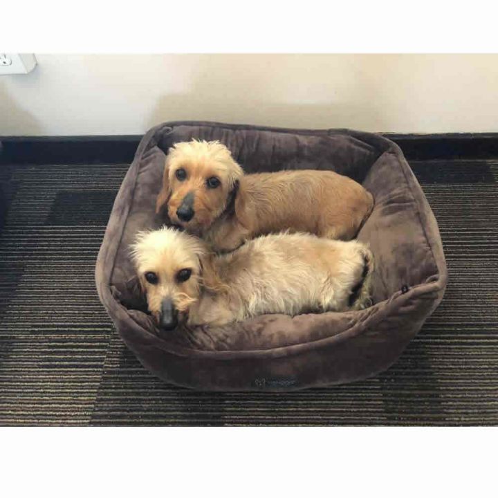 Karly & Katy enjoy their new dog bed at the beach