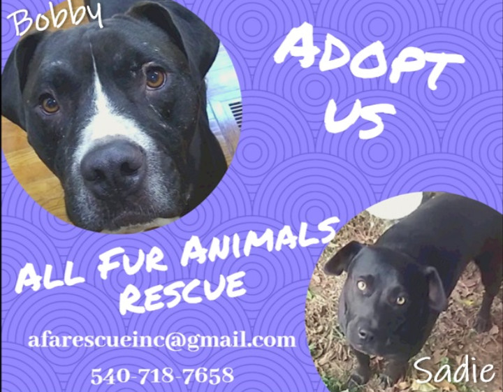 All Fur One Pet Rescue & Adoptions – All Fur One & One Fur All!