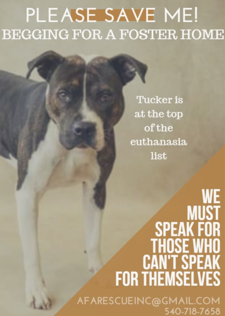 All Fur Animals Rescue, Inc