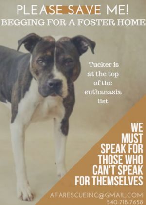 All Fur Animals Rescue, Inc