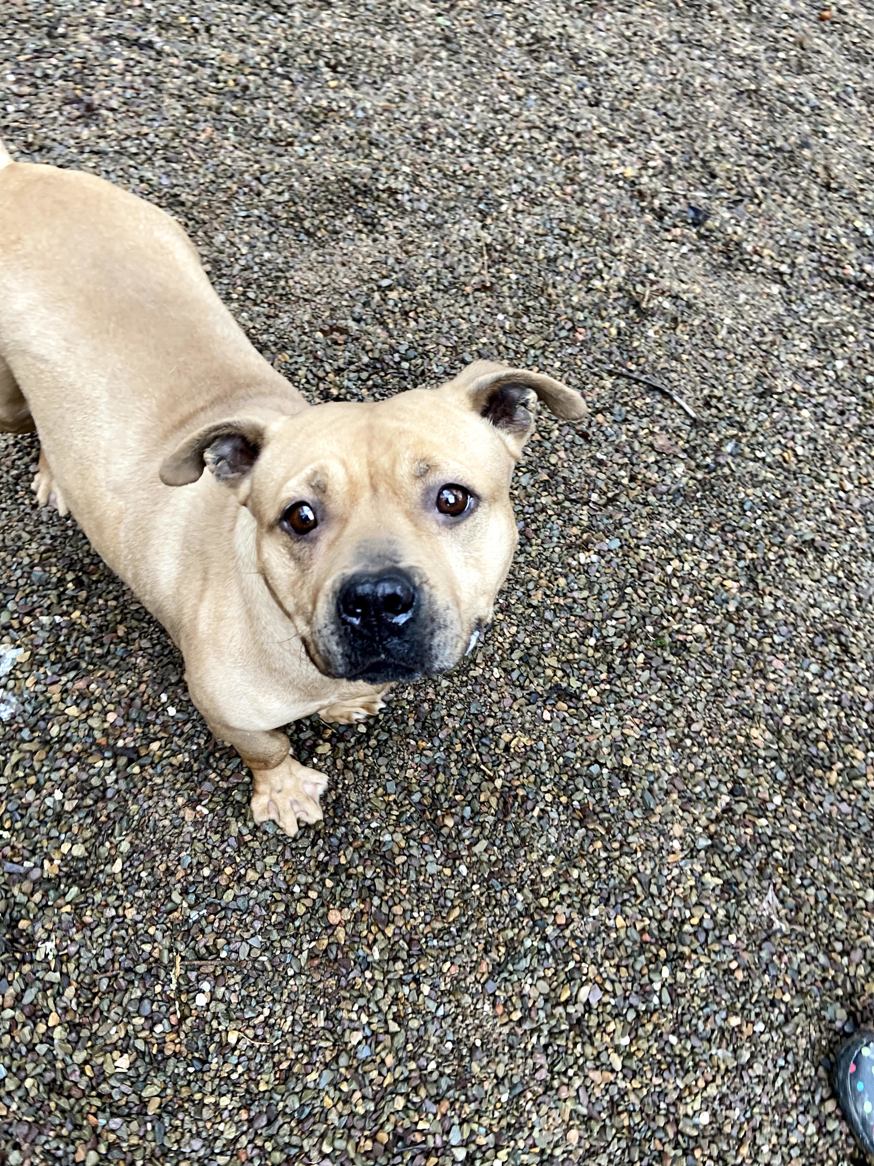 Rescue Pets Serving Vets