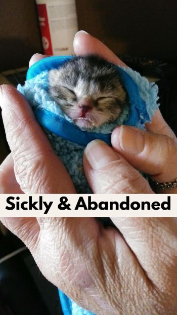 Many kittens come to us sickly and fragile