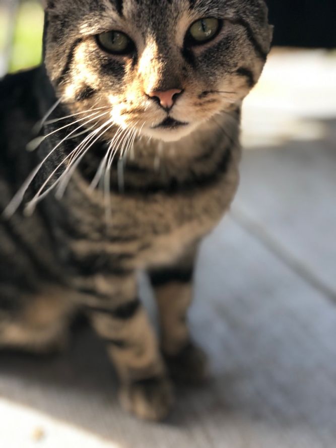 Operation Pet Rescue