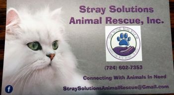 Pets for Adoption at Stray Solutions Animal Rescue, in Butler, PA |  Petfinder