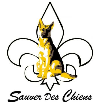 Sauver Des Chiens