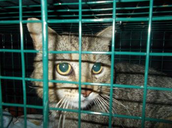 Trapped Allegany County feral. TNR'd