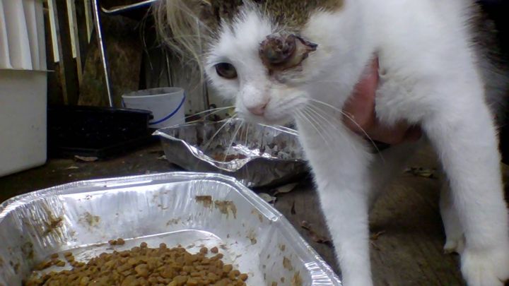 Outdoor cat with a badly infected eye.