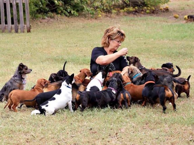 Living the Doxie Dream Rescue and Sanctuary