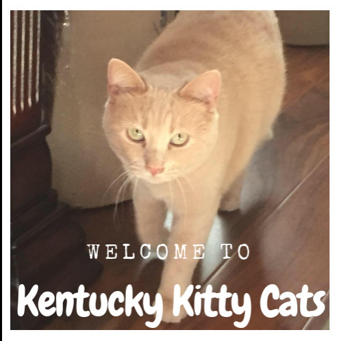 Kentucky Kitty Cats, Inc.