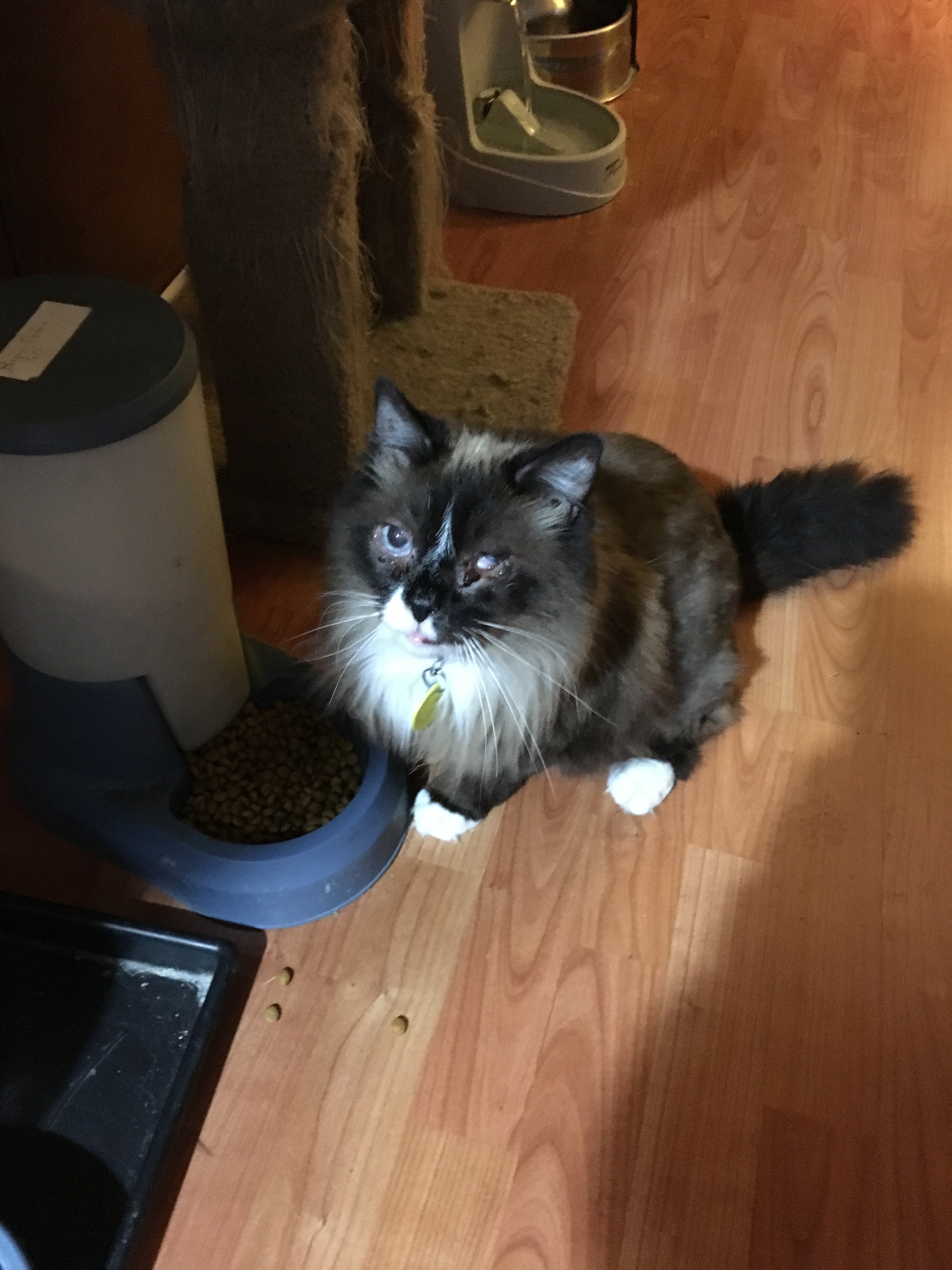 Ragdoll Rescue USA/International