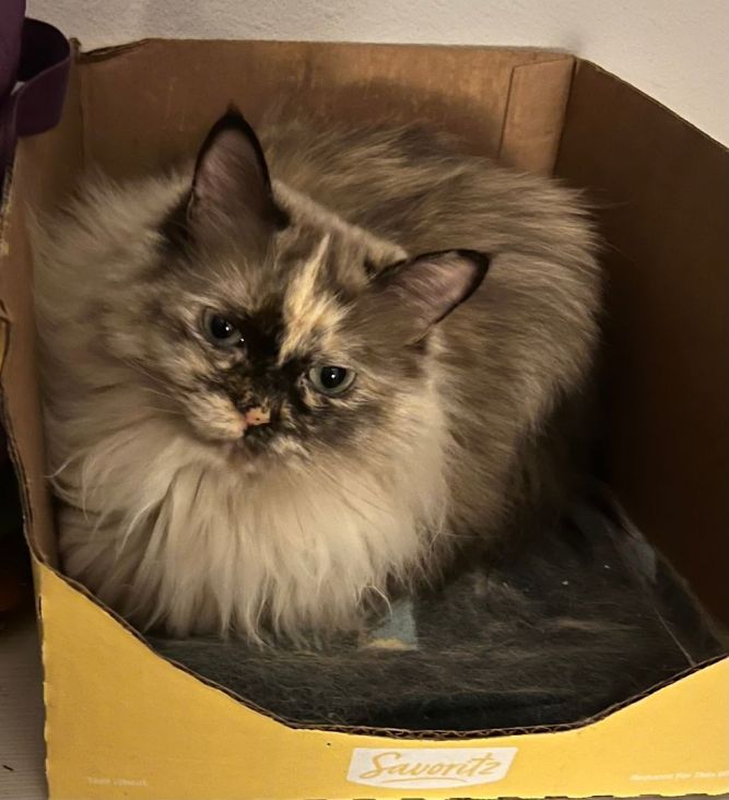 Ragdoll Rescue USA/International