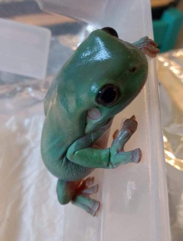 Amphibians and more (photo: White's tree frog)