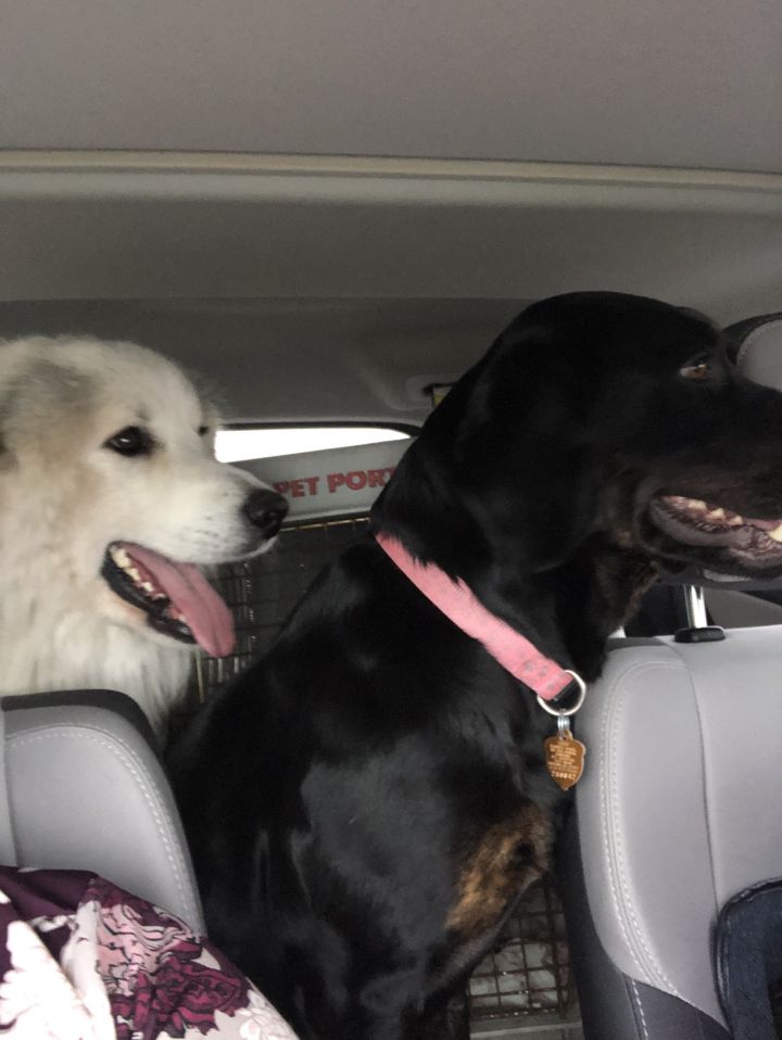 Wilson & Nina road trip to new homes