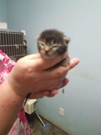 New born kitten saved by BARC