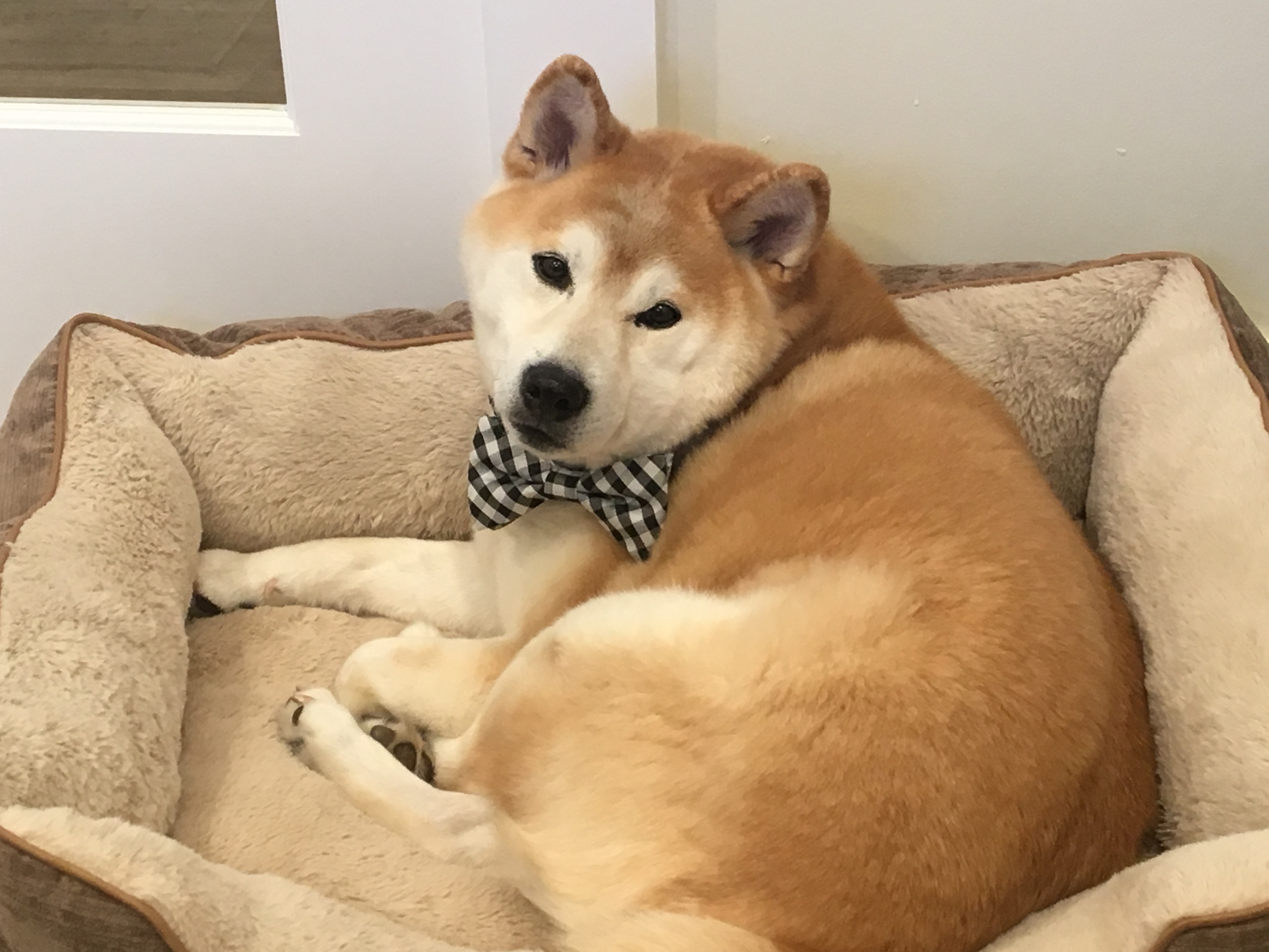 Shiba inu adoption near 2024 me