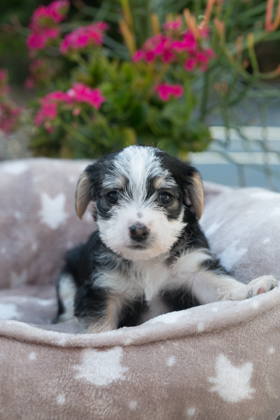 Pets for Adoption at Big Love Animal Rescue, in Valley Village, CA