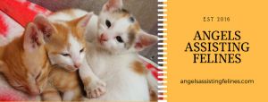 Angels Assisting Felines