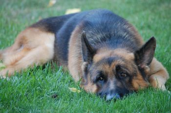 Trained dogs for store adoption