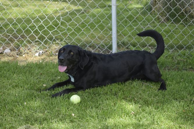 City of Jerome Animal Shelter