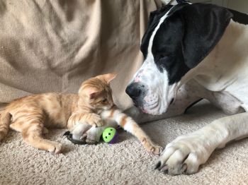 Best buddies, Gunnar and Duke!