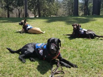 Rescue dogs as service dogs for veterans