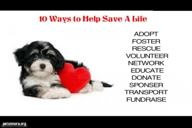 Just Paws Animal Rescue