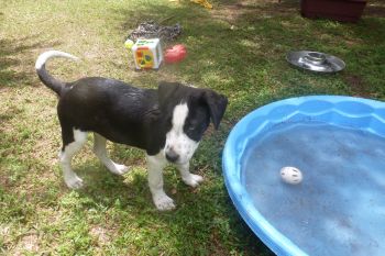 tabasco is a 5 month old male border collie mix.