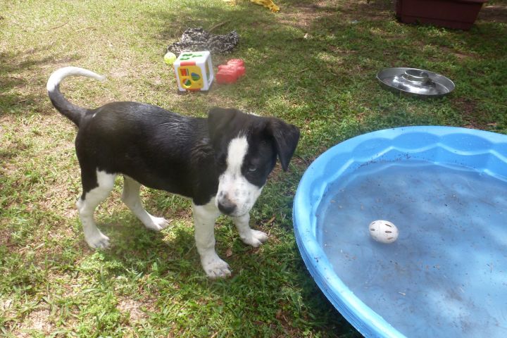 tabasco is a 5 month old male border collie mix.