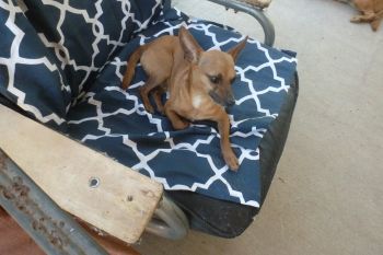 pedro is a 6 y.o. male chihuahua.