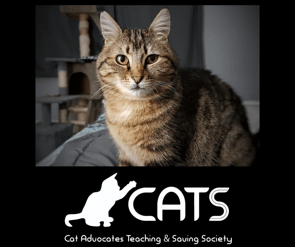 Cat Advocates Teaching  Saving Society